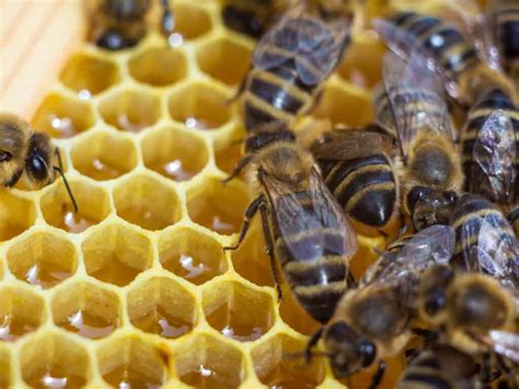 Honey Bees betsul